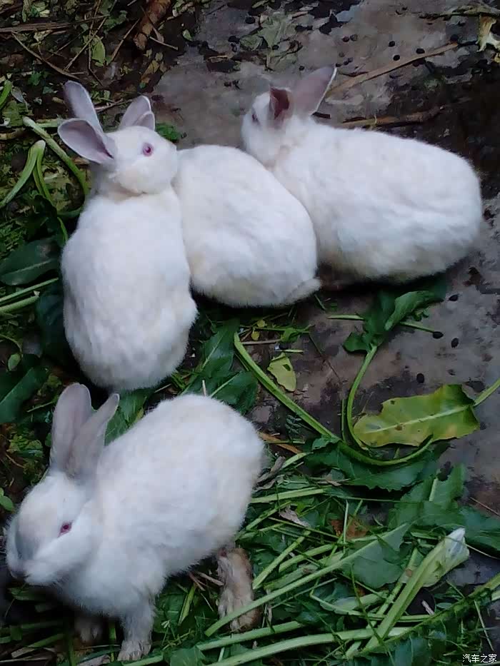 【图】提车验车注意事项,新手很有用_北汽幻速