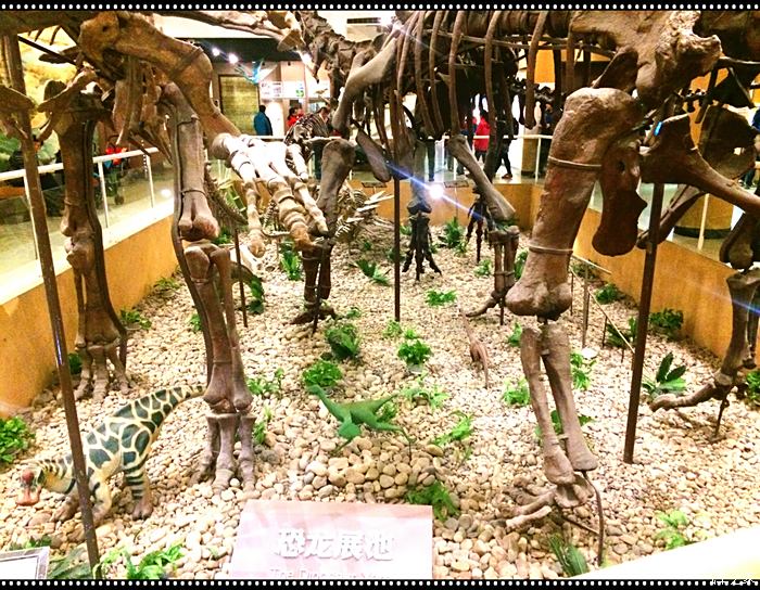 【图】北京劲悦团--中国古动物博物馆_悦翔V7