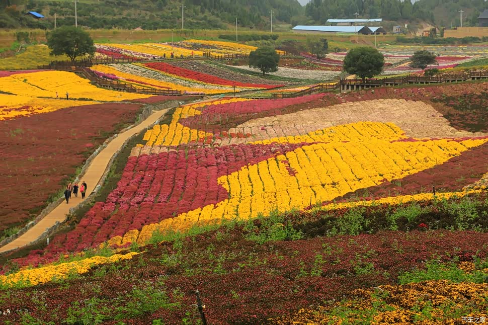 这里的菊山花海太值得来了