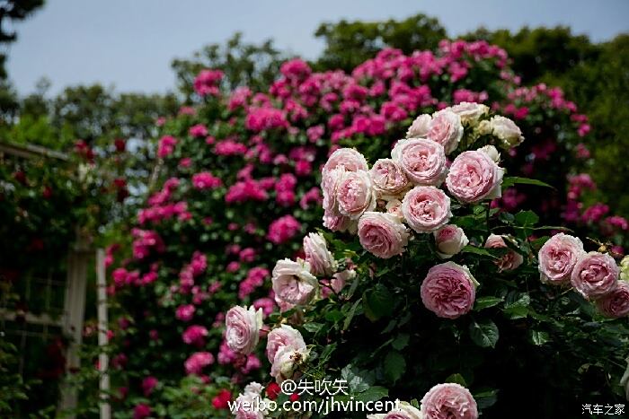 【图】请问下东莞有没有玫瑰园,周末想去拍照