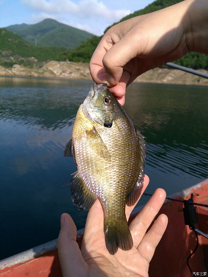 筏钓白龙湖太阳鱼—『友谊的小船说钓就钓,留大放小且