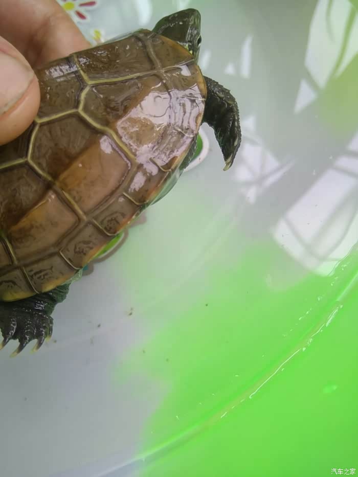 乌龟怎么看品相好不好 500_wKjBwFk5Bm2AfA3IAAk0K4_rvF4979.jpg