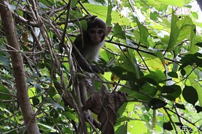 大年初一海南猴岛的猴子们给全网汉兰达车友们