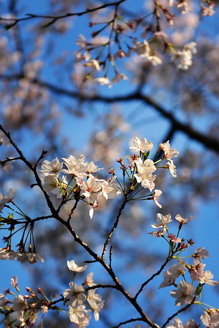 【迎暖春送积分】瓜渚湖畔赏樱花