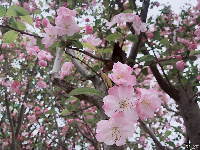 春色关不住,一片桃花已成海