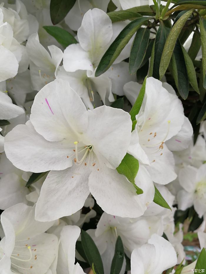 美丽的白色杜鹃花.