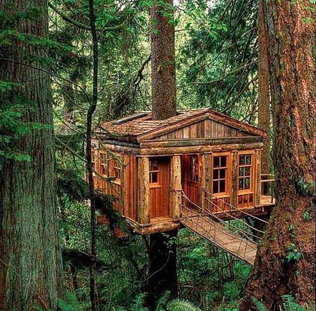 树上的小木屋·可以想去体验一下