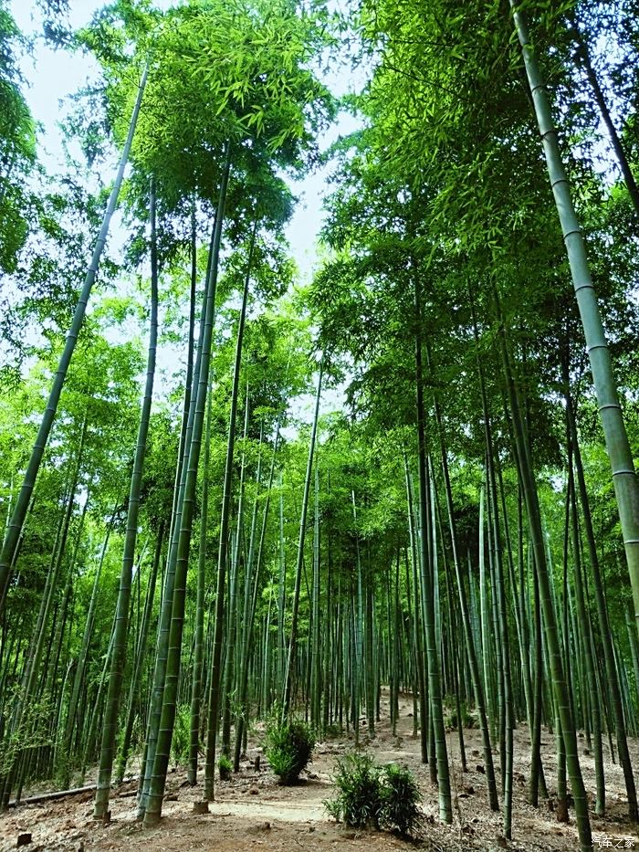 竹子的国-卧虎藏龙的安吉大竹海