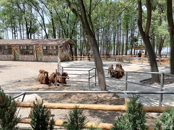 【产品质量贴】小七带萌宝打卡武汉野生动物园