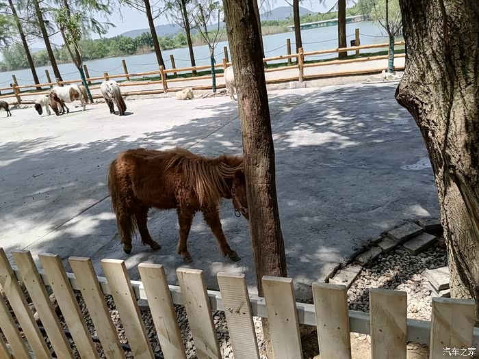 【产品质量贴】小七带萌宝打卡武汉野生动物园
