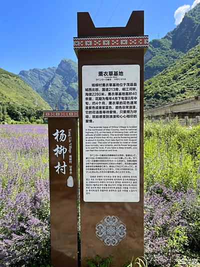 【高温补贴】在茂县杨柳村,圆了媳妇的薰衣草花海梦