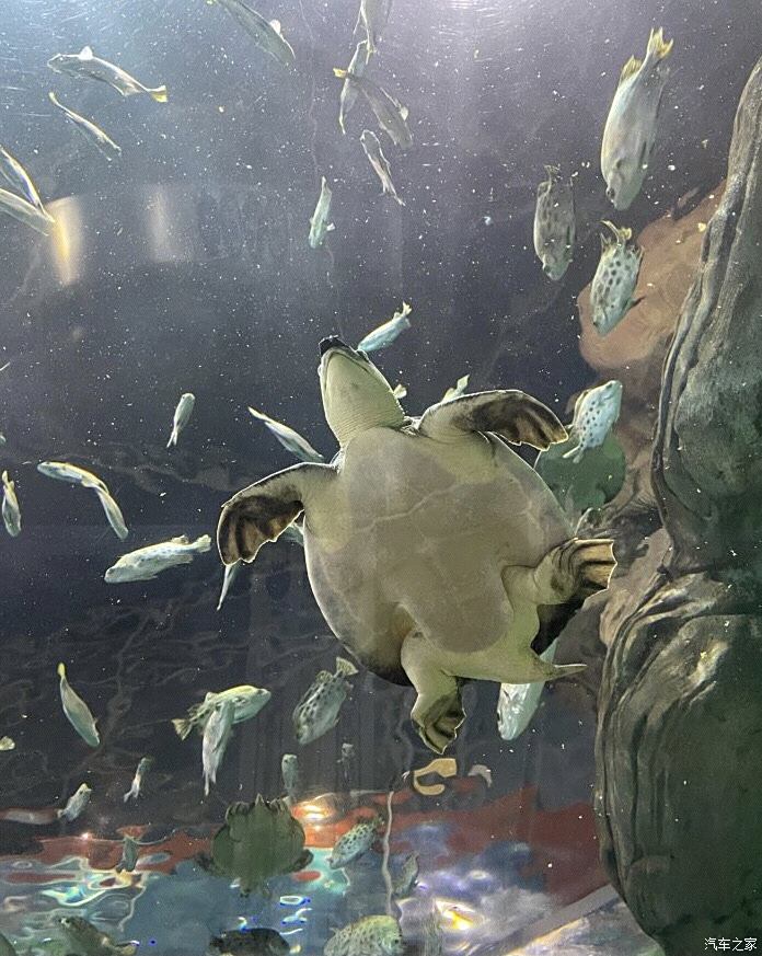 开rx5plus去了趟上海海洋水族馆