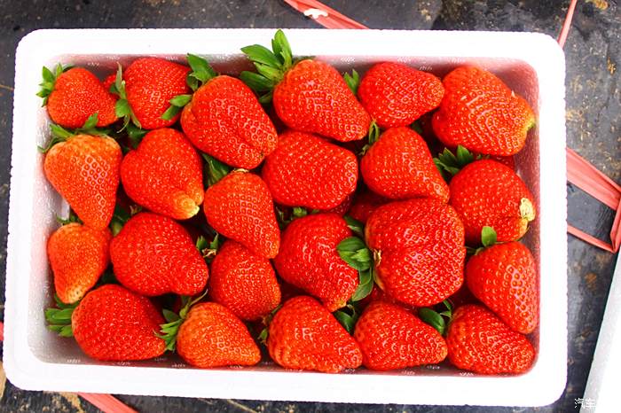 【冠军荣耀,幸"弗"相伴】驾哈六,摘草莓!哈六强,草莓甜!