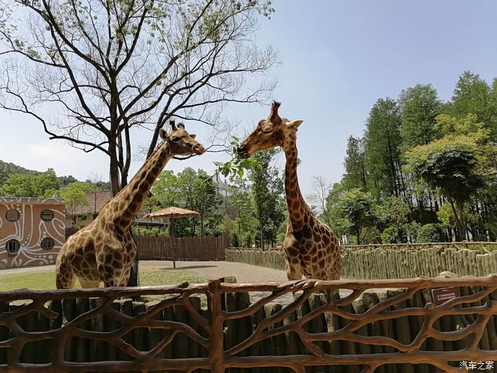 【产品质量贴】小七带萌宝打卡武汉野生动物园