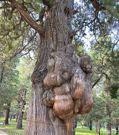 树疙瘩这些树疙瘩姿态奇绝被游客摸溜溜光几年前老年游客在树干捆布