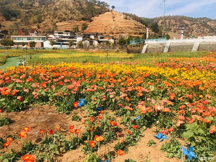 会理市黎溪镇百亩花海