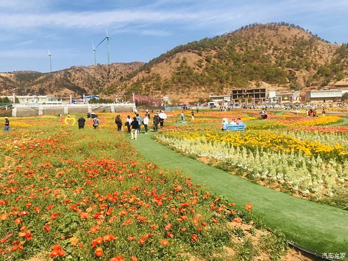 会理市黎溪镇百亩花海