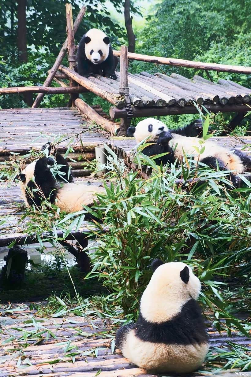 【春暖花开】少不入川,老不出蜀-成都之旅 2