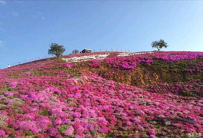 为了方便游客观赏壮美花海 横腊村景区沿山坡花海新修了三条游步道