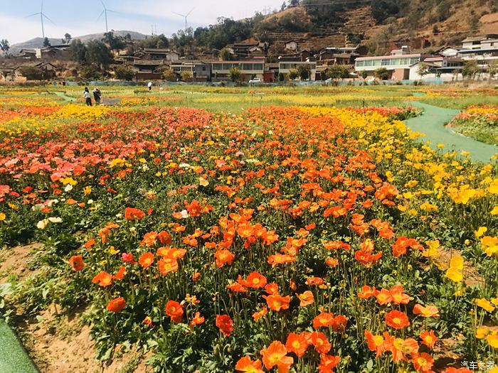 会理市黎溪镇百亩花海