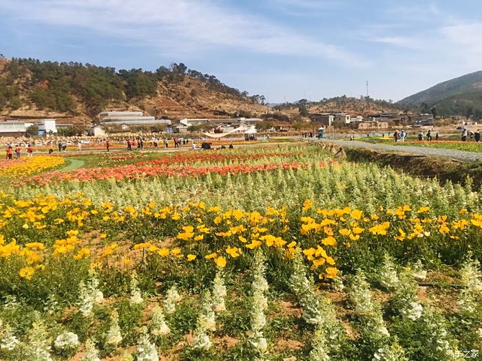 会理市黎溪镇百亩花海