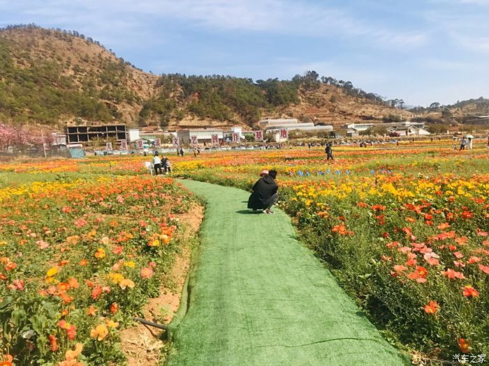 会理市黎溪镇百亩花海