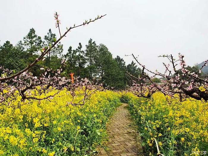 【你好2021】浙江长兴城山沟赏花(1)