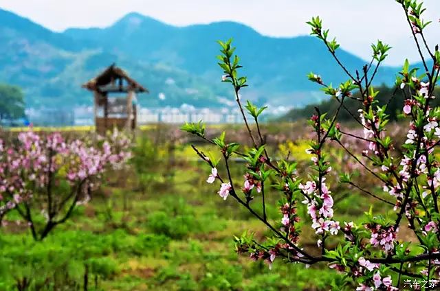 杭州郊区有个世外桃源村,芳草鲜美,落英缤纷,阳春好去处