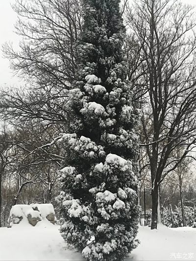 冬雪天里的植物园景色