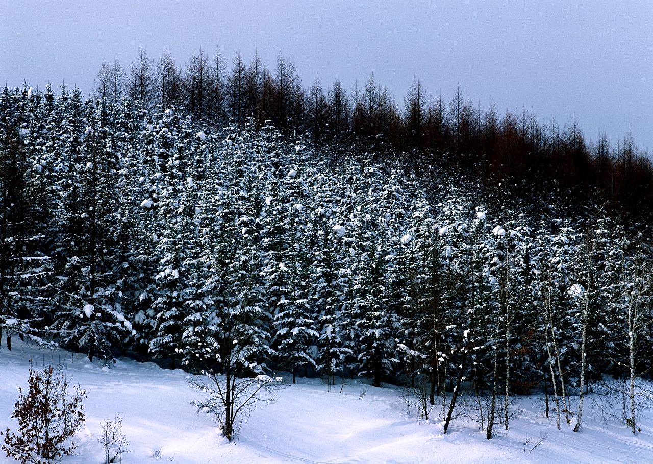 雪中的树林,景色看着好美.