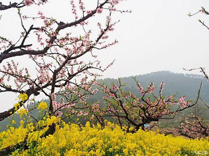 【你好2021】浙江长兴城山沟赏花(1)