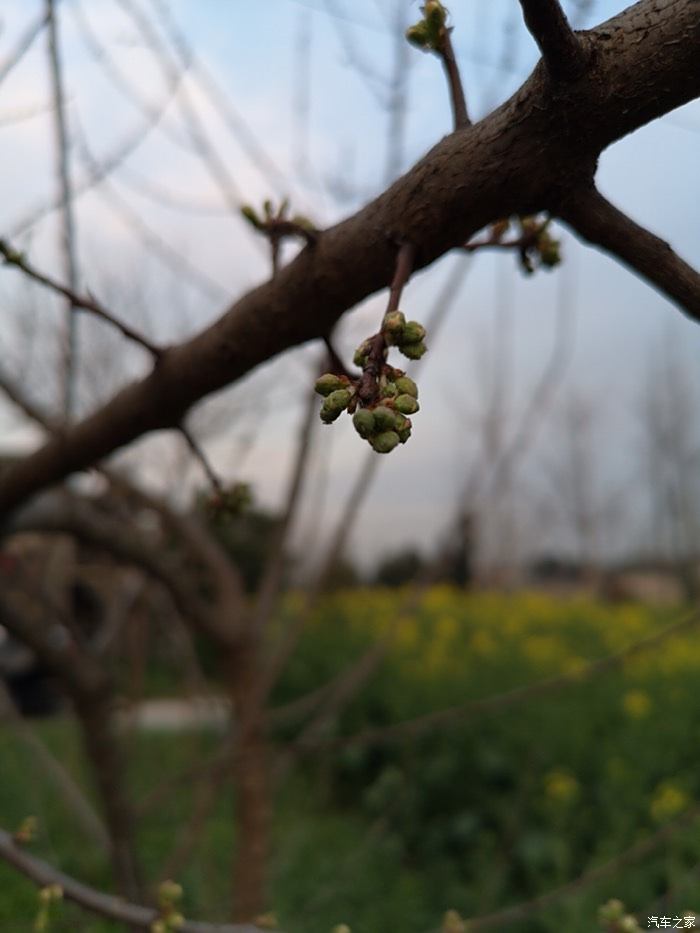 春暧花开回故乡简谱_大雁回故乡简谱