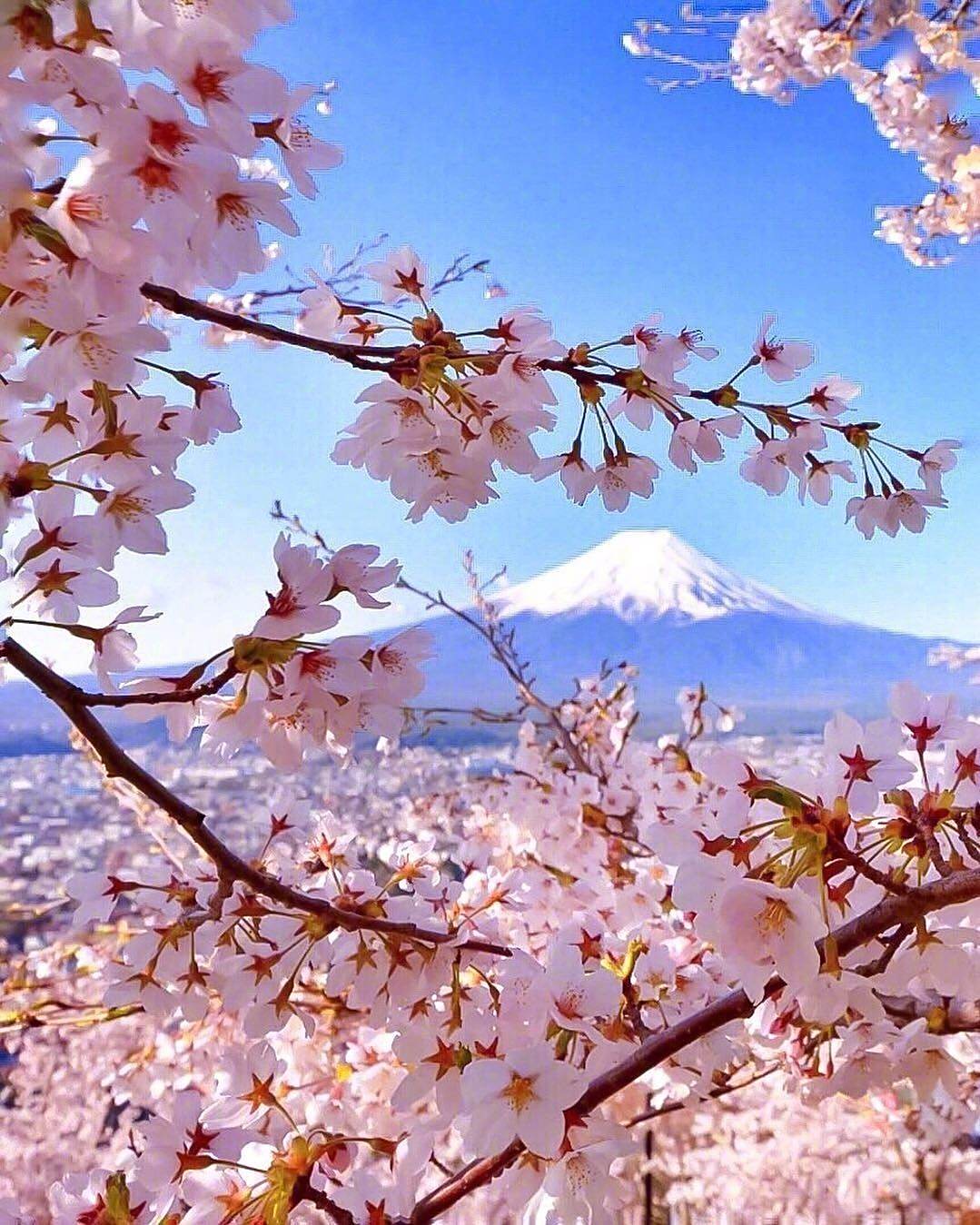 鲜花簇拥下的富士山下樱花