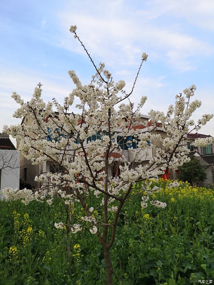 春暧花开回故乡简谱_大雁回故乡简谱