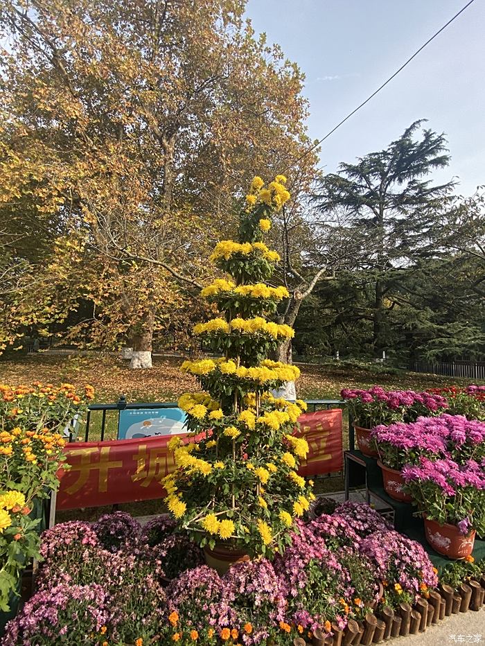 年末福利大反馈青岛中山公园菊花展一