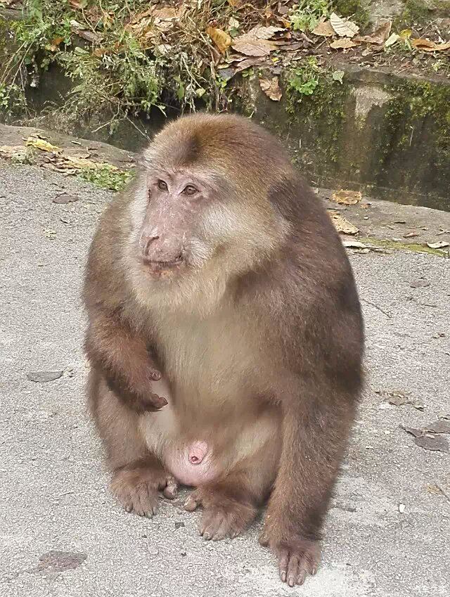 唐家河保护区的猴子,表情生动可爱.