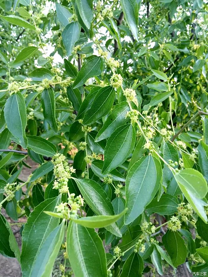 【图】夏天到了,枣花开了,六月的枣花香飘飘._河南论坛_汽车之家论坛