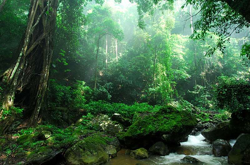 热带雨林探险旅行,感受神奇大自然,密林深处的神奇大自然