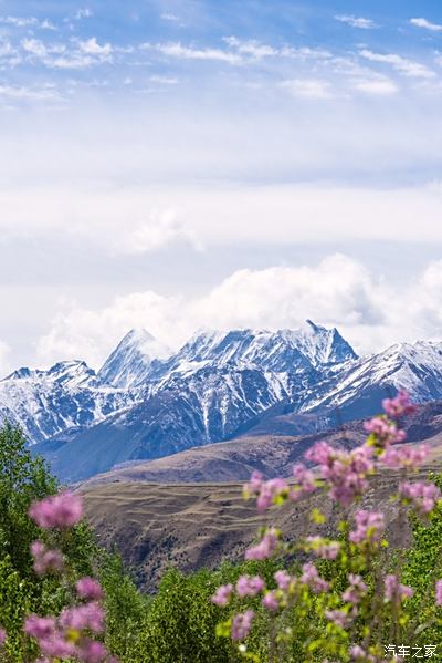 雪山 草 鲜花 做手机壁纸在过