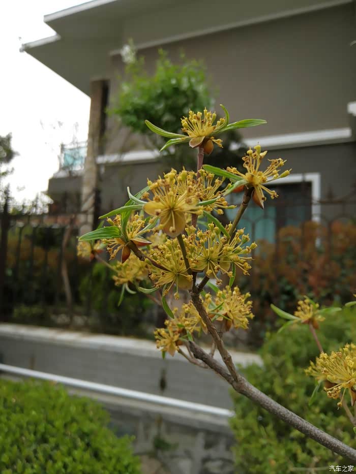 山庄大院里的树——丁香树