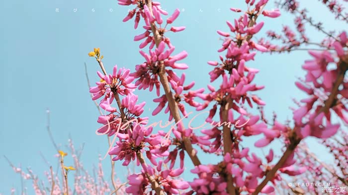 采一束鲜花的简谱_采一束鲜花钢琴曲简谱(3)