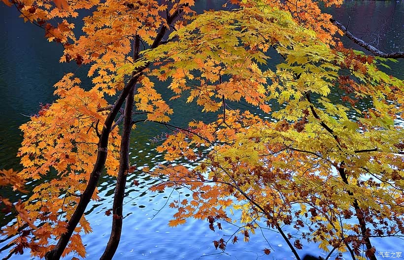享受秋冬季节的北方枫叶红了！