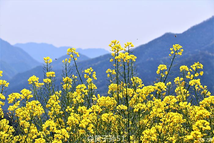 【你好2021】五,自驾游拍摄油菜花田