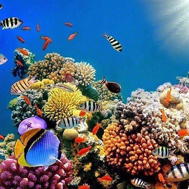 澳大利亚大堡礁世界上最大的珊瑚礁群全部隐藏在这里