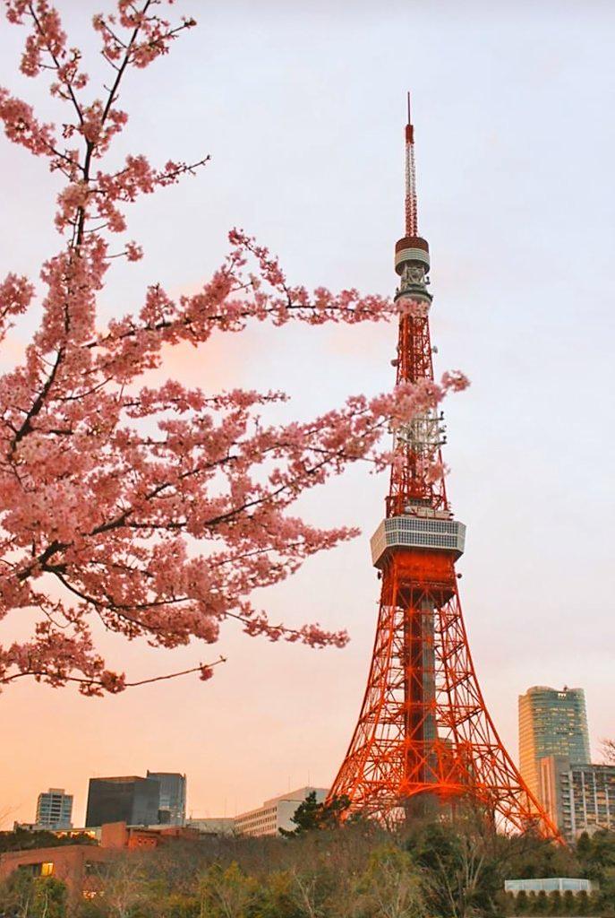 东京塔和樱花,耳鬓厮磨的讲述着它们的浪漫故事.