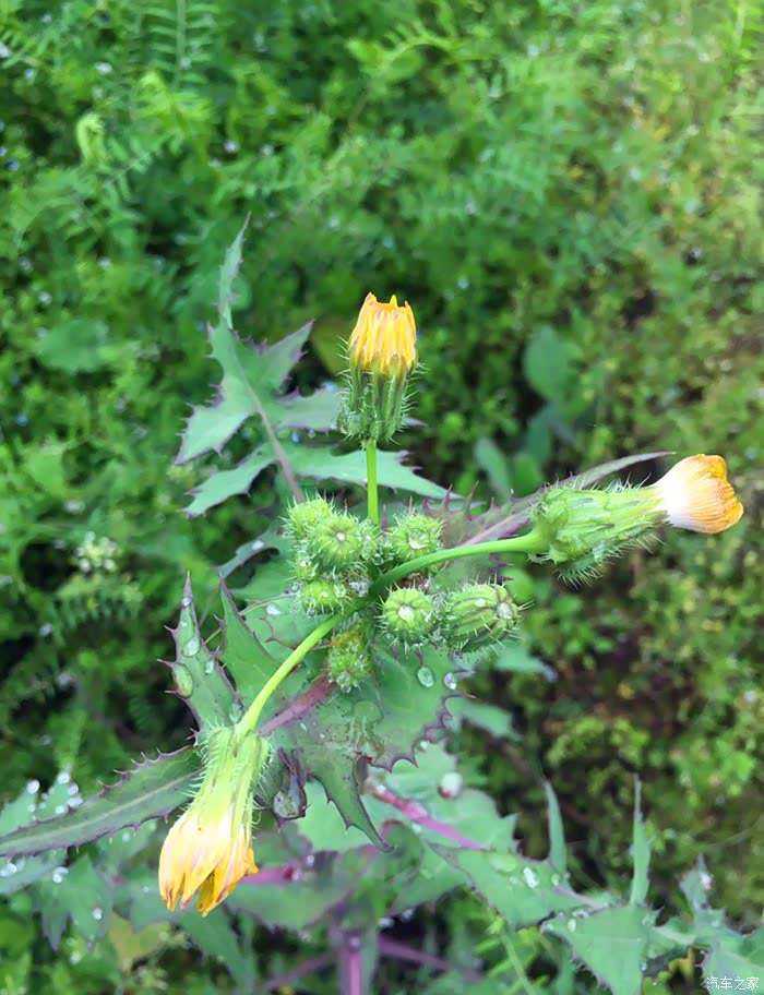 山上的野菜有多少种 500_ChsEkV7sHSWATmPIAAL5CYoj8Ns629.jpg