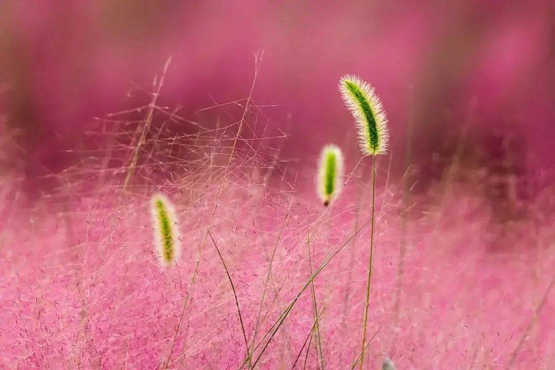 唯美感觉的粉黛乱子草惊艳了秋天吸引了观光者