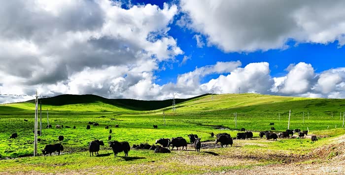 大草原情歌简谱_呼伦贝尔大草原简谱(2)
