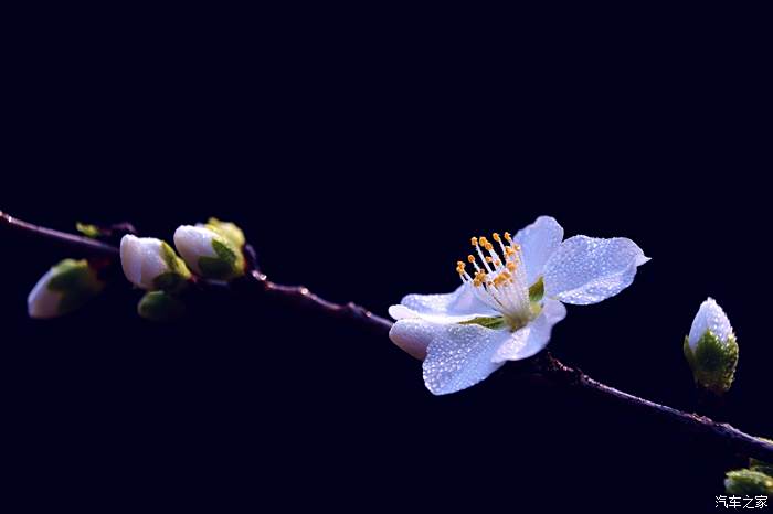 你像三日桃花开曲谱_你像三月桃花开曲谱