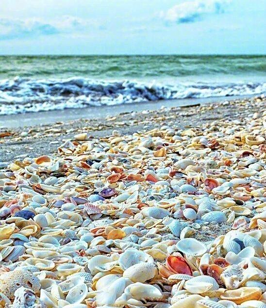 澳大利亚丹汉姆的海滩,贝壳爱好者的天堂,堆积如山色彩鲜艳